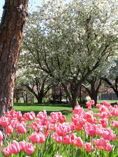 Northwest's lovely Yoshino Cherry Grove was one of many tree groves hit hard during the 2007 ice storm, 它摧毁了校园里的许多树木.  However, alumni rallied to replace the trees during the successful Arbor Day 2008 Drive.