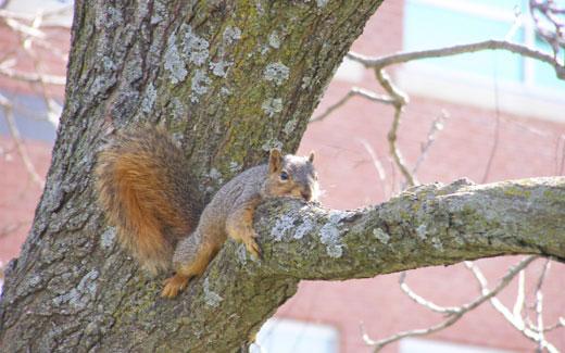 Northwest trees provide shade and shelter for many wild creatures including squirrels and a wide variety of birds.